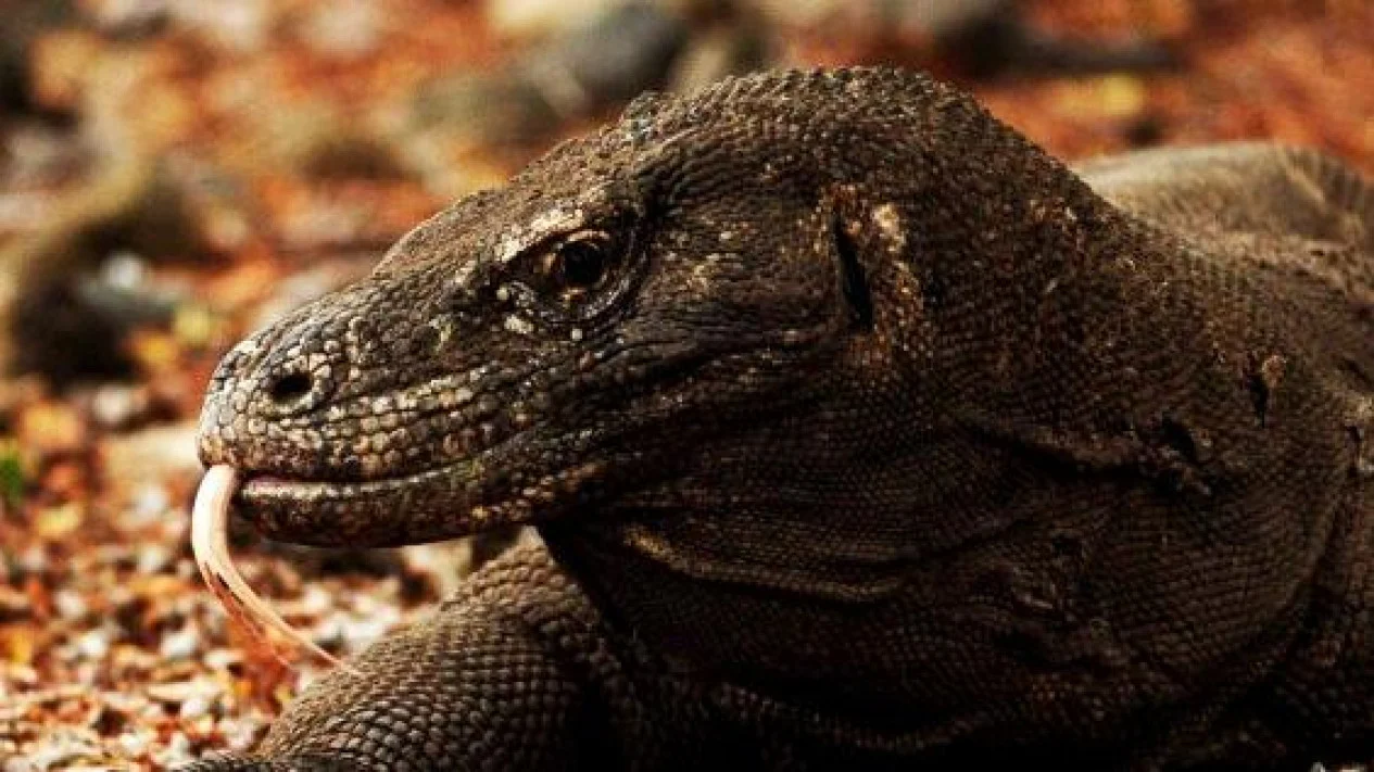 東山動物園のコモドドラゴン、タロウの母ヨーコ