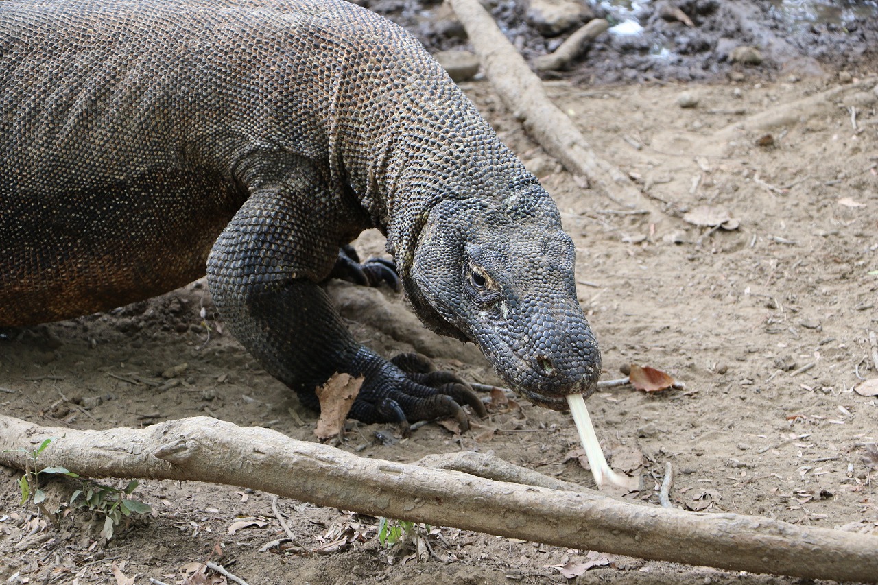 コモドドラゴンの毒