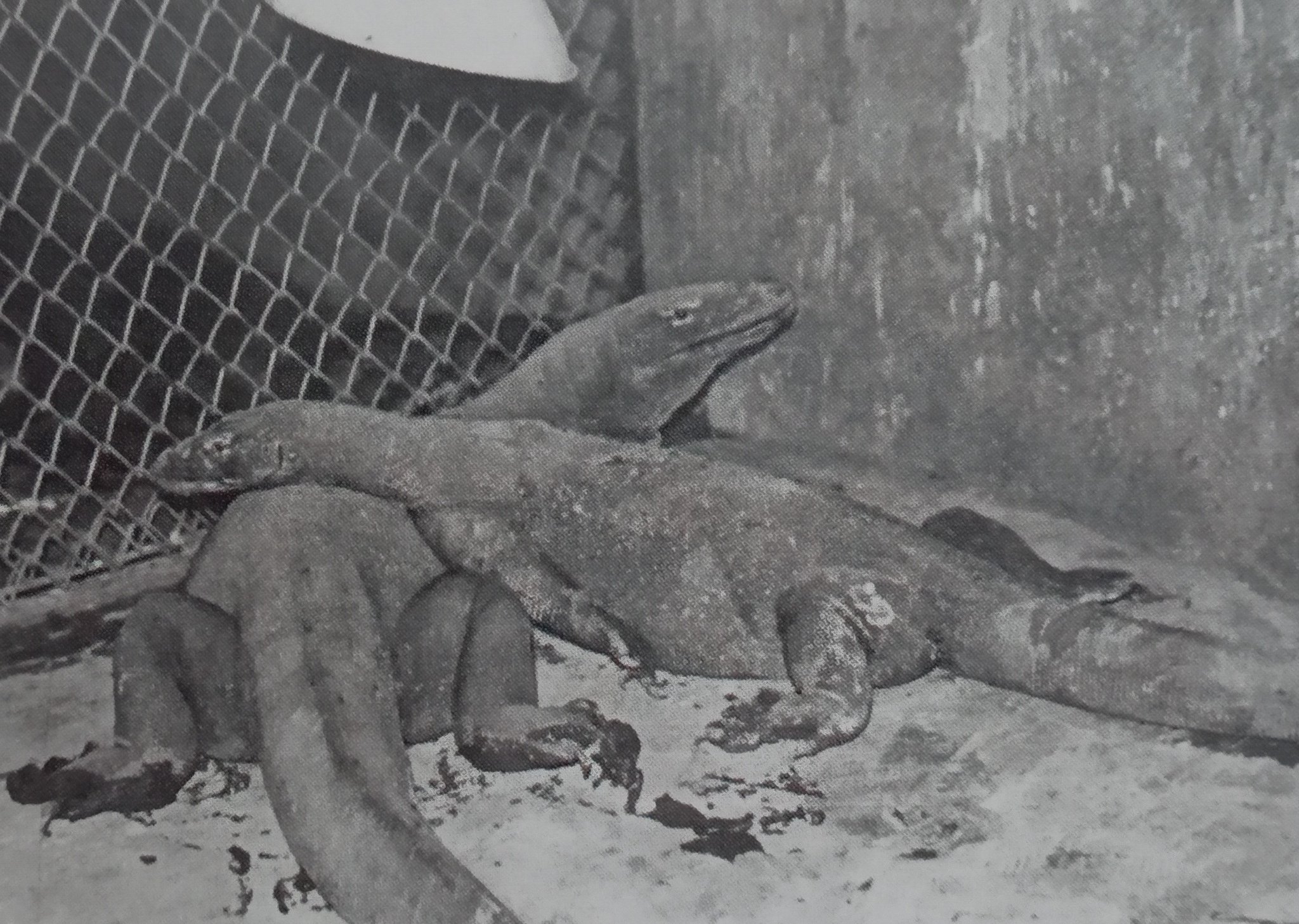 コモド諸島旅行はサラトラベルコモド