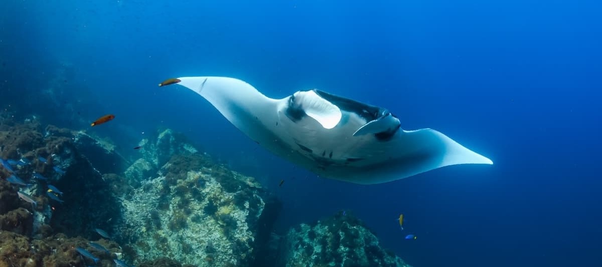 コモド諸島旅行はサラトラベルコモド