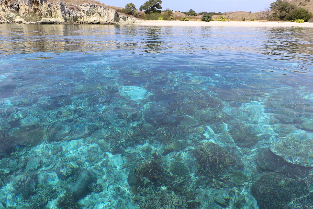 コモド諸島旅行はサラトラベルコモド