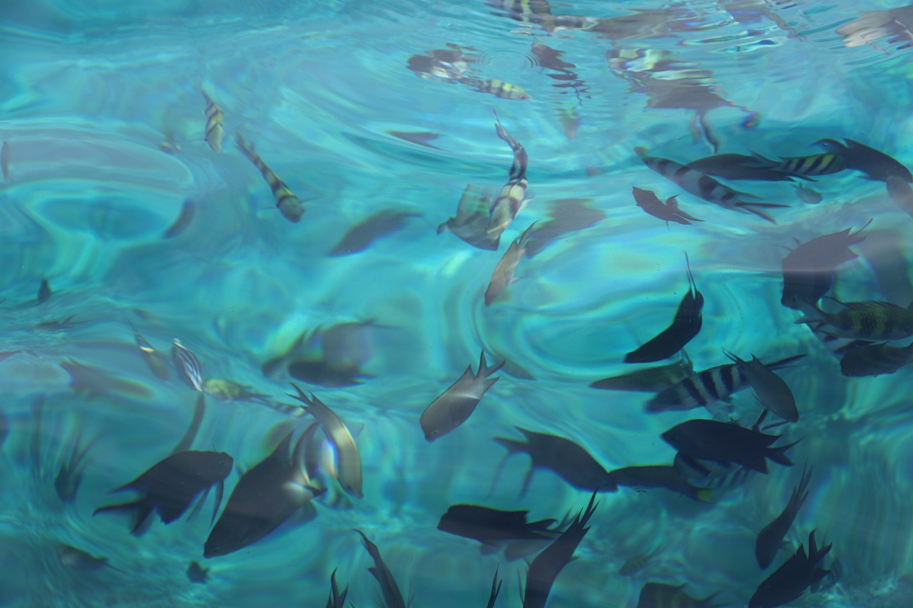 コモド諸島旅行はサラトラベルコモド