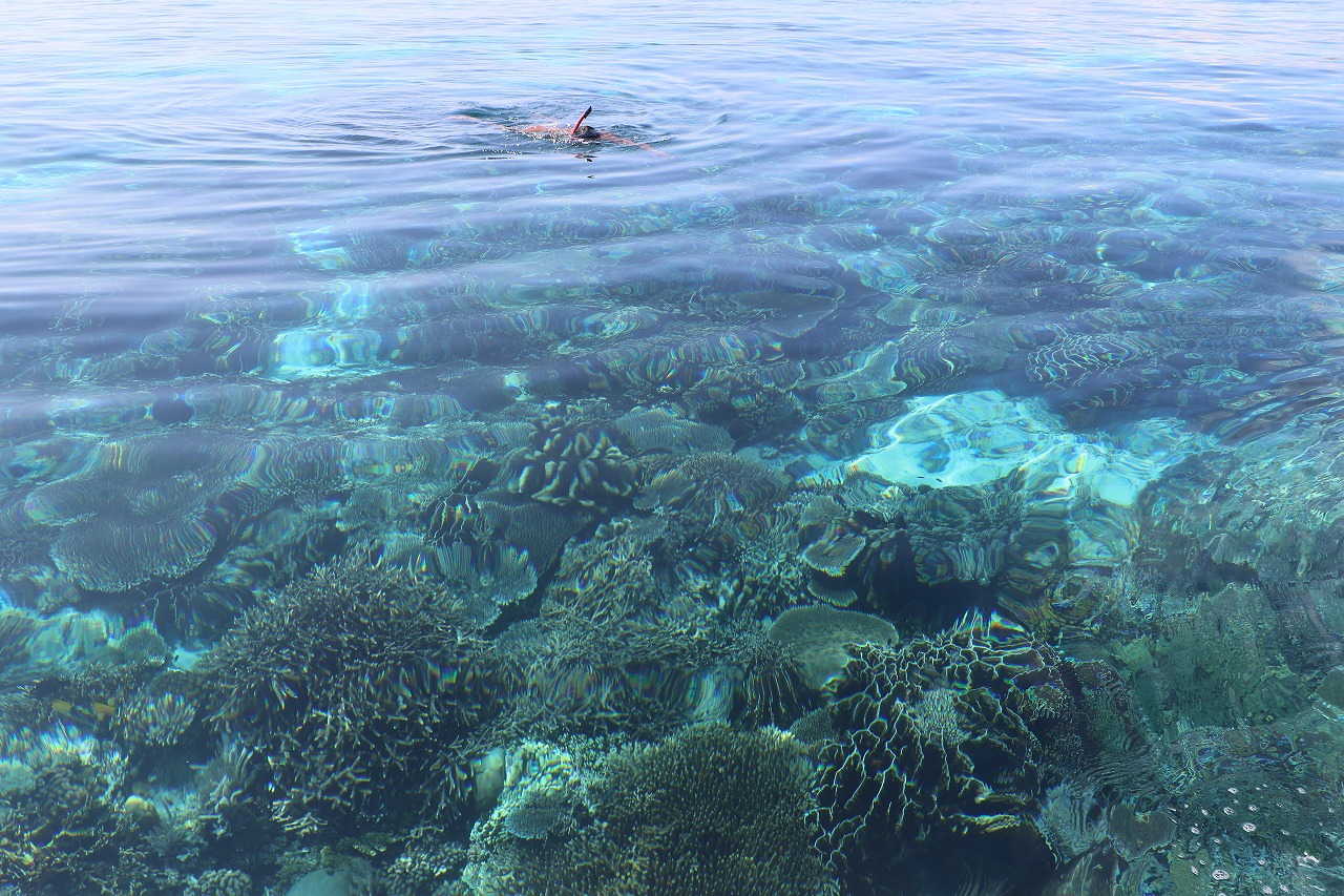 コモド諸島旅行はサラトラベルコモド