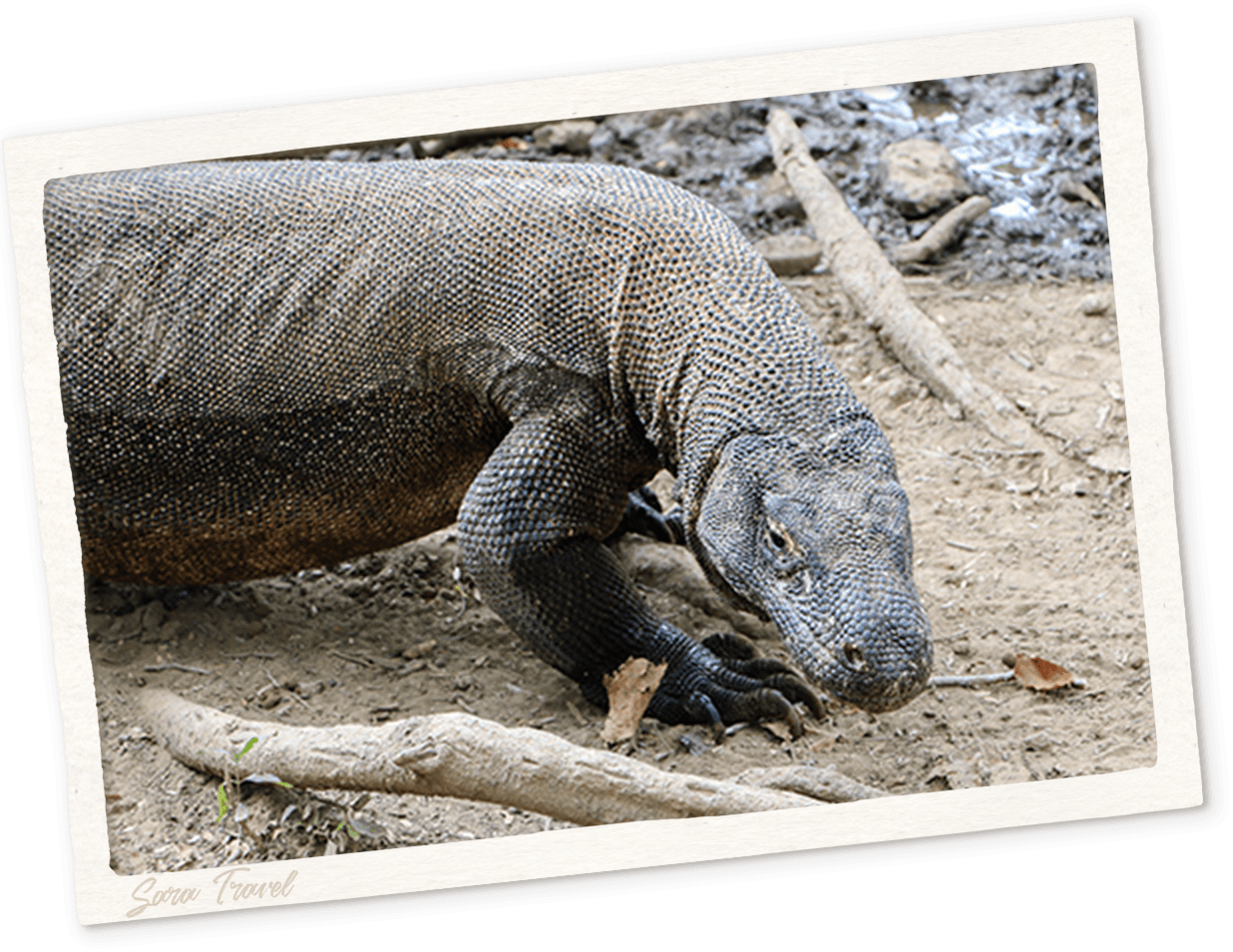 サラトラベルコモド