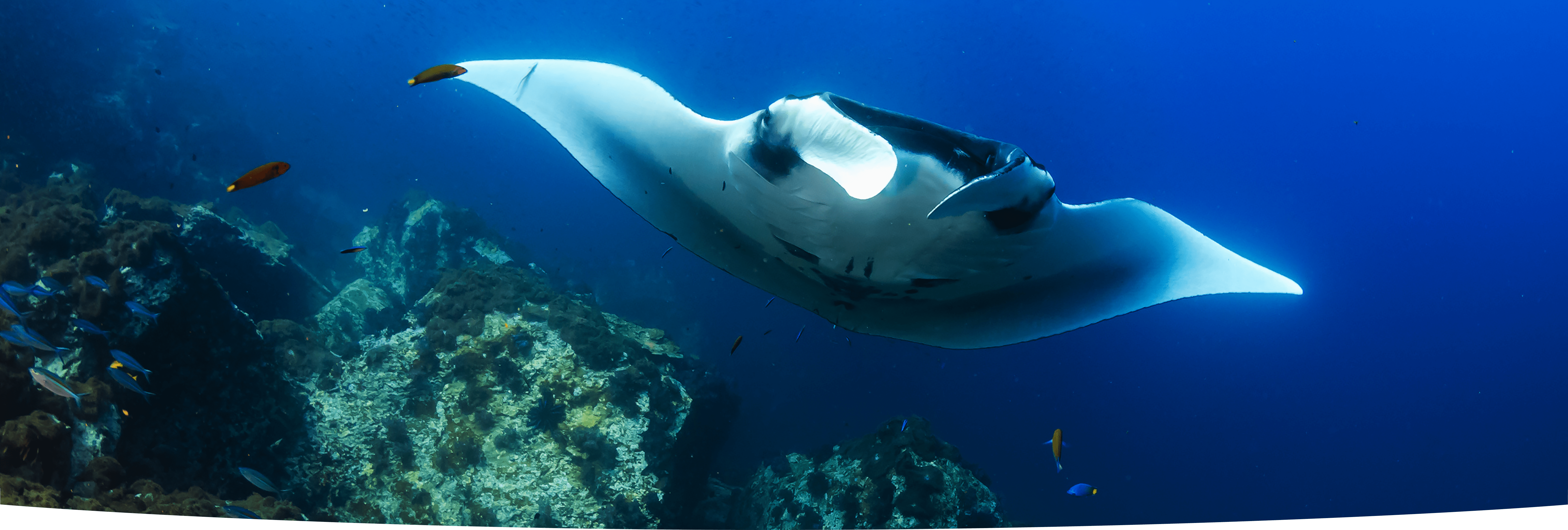 サラトラベルコモド