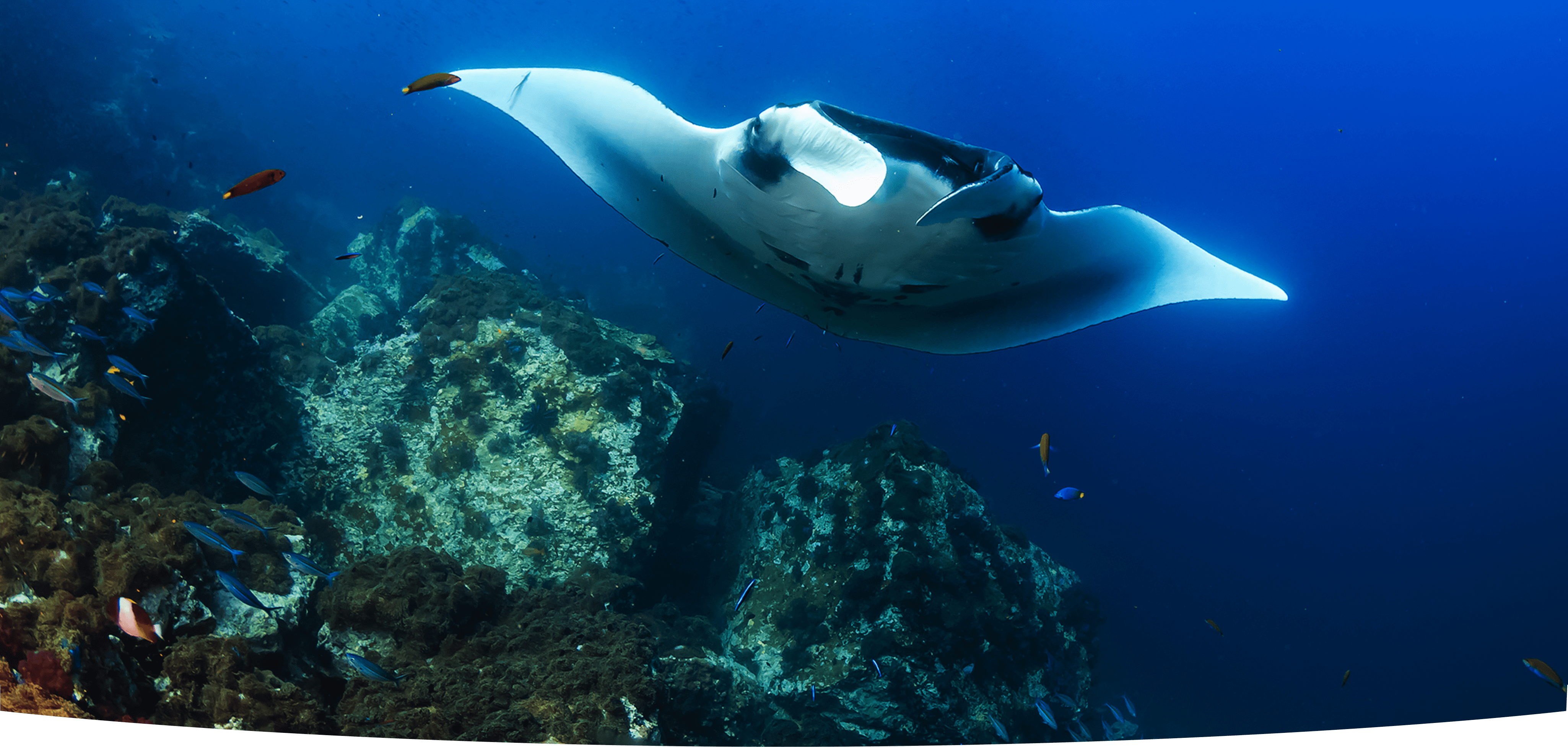 サラトラベルコモド