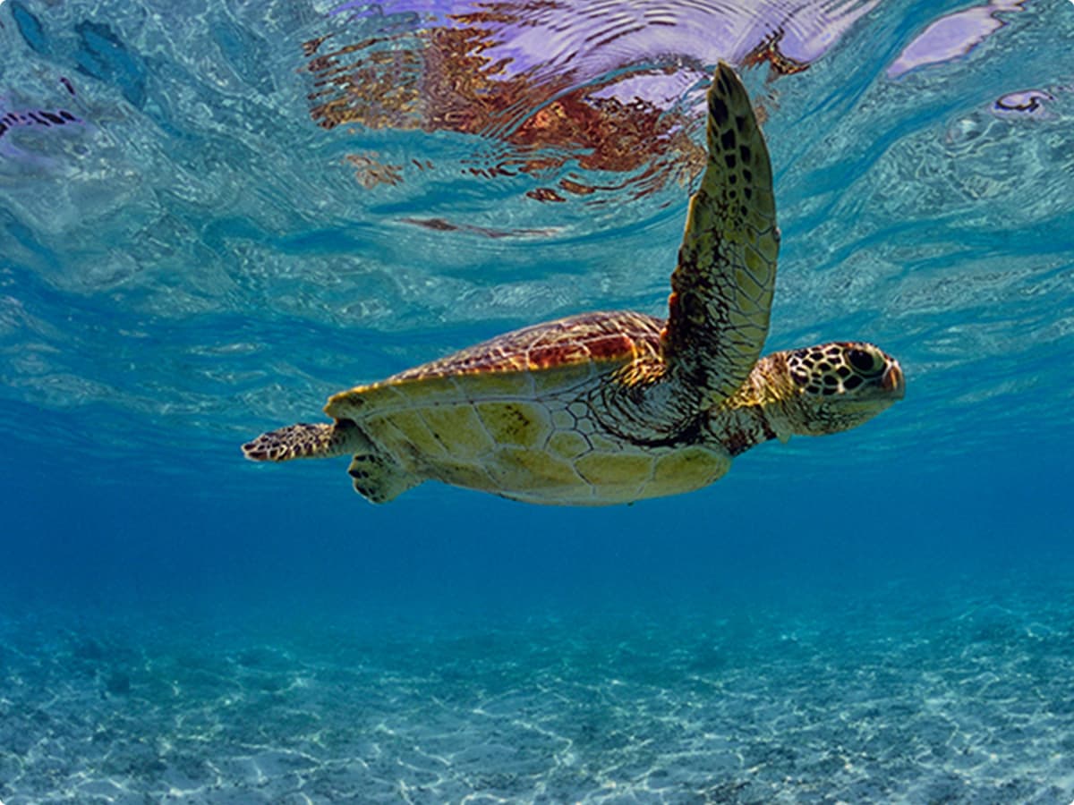 バリ発コモド島日帰り観光|サラトラベルコモド