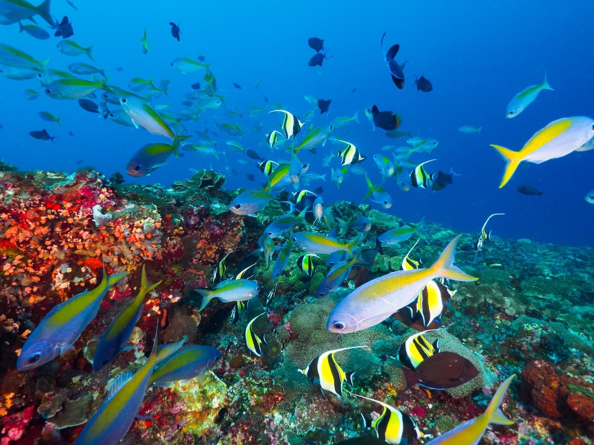 バリ発コモド日帰り観光|コモド諸島旅行はサラトラベルコモド