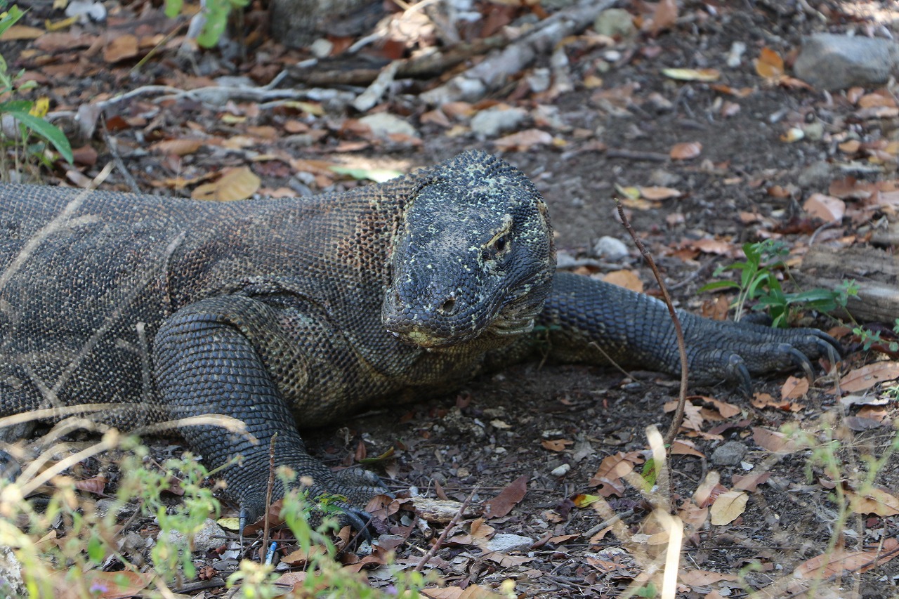 バリ発コモド島日本語現地ツアー｜サラトラベルコモド