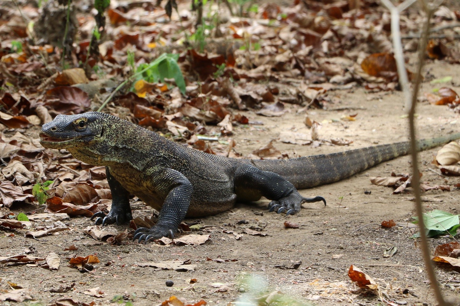 コモド5島めぐり1日観光（日本語ガイド）|コモド諸島旅行はサラトラベルコモド