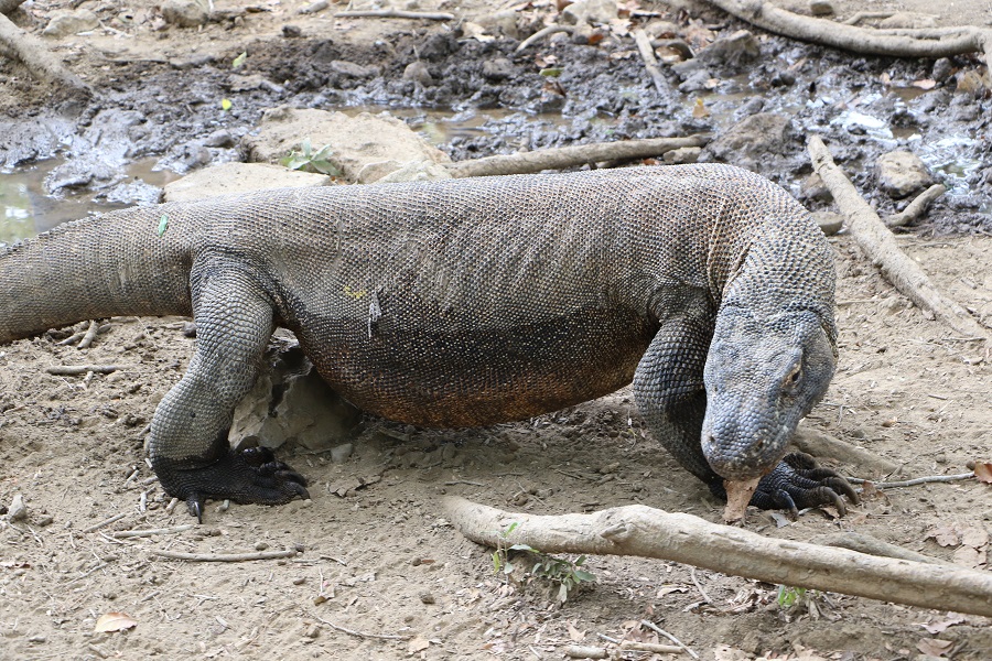コモド5島めぐり1日観光（日本語ガイド）|コモド諸島旅行はサラトラベルコモド