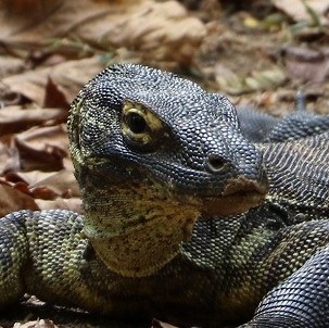 コモド島日本語現地ツアー｜サラトラベルコモド