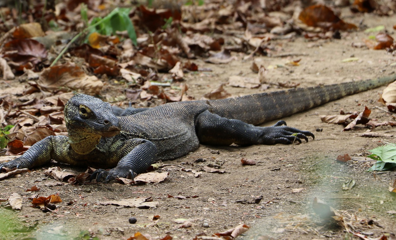 プライベート リンチャ＆サンセット1日観光（日本語ガイド）|コモド諸島旅行はサラトラベルコモド