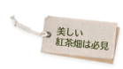 美しい紅茶畑は必見